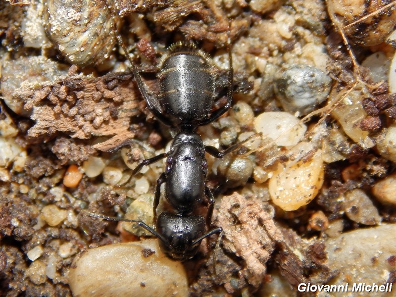 Camponotus vagus?